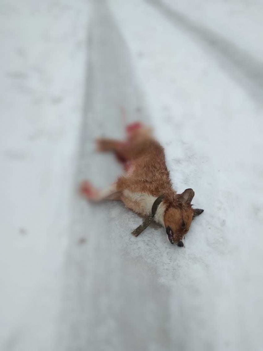 Зверски убитую собаку в Волгограде оставили умирать на дороге 
