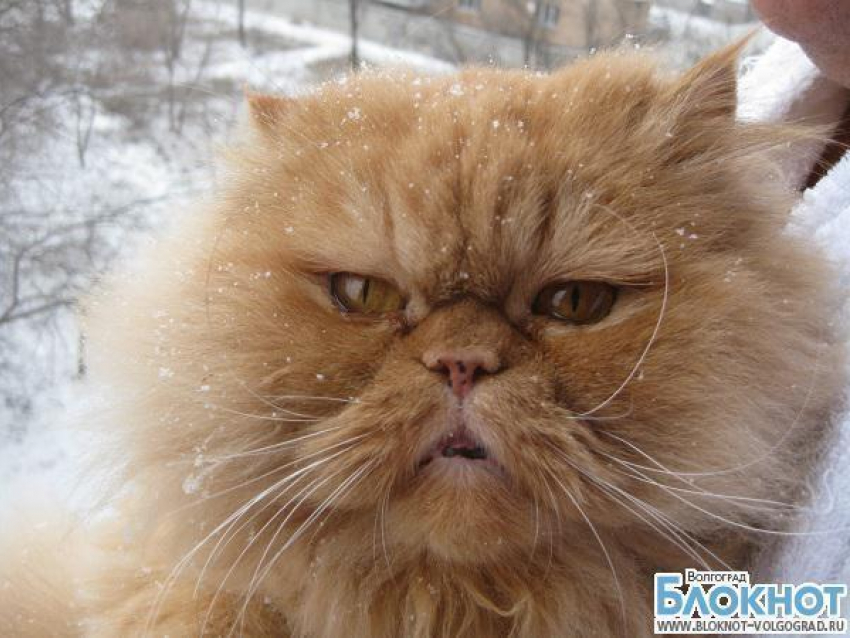 Участвовать в конкурсе «Самый красивый кот Волгограда» будет Масян