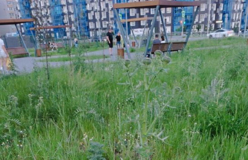 Метровыми сорняками зарос символичный Сад памяти в престижном районе Волгограда