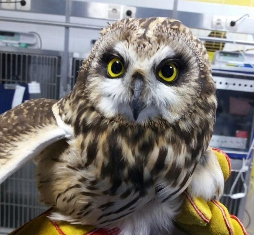 Маленький совенок без крыла и лапки борется за жизнь в волгоградском монастыре 