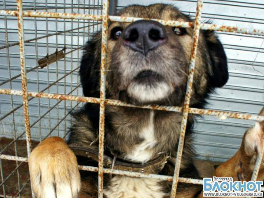 Волонтера волгоградского приюта для животных обокрал интернет-мошенник