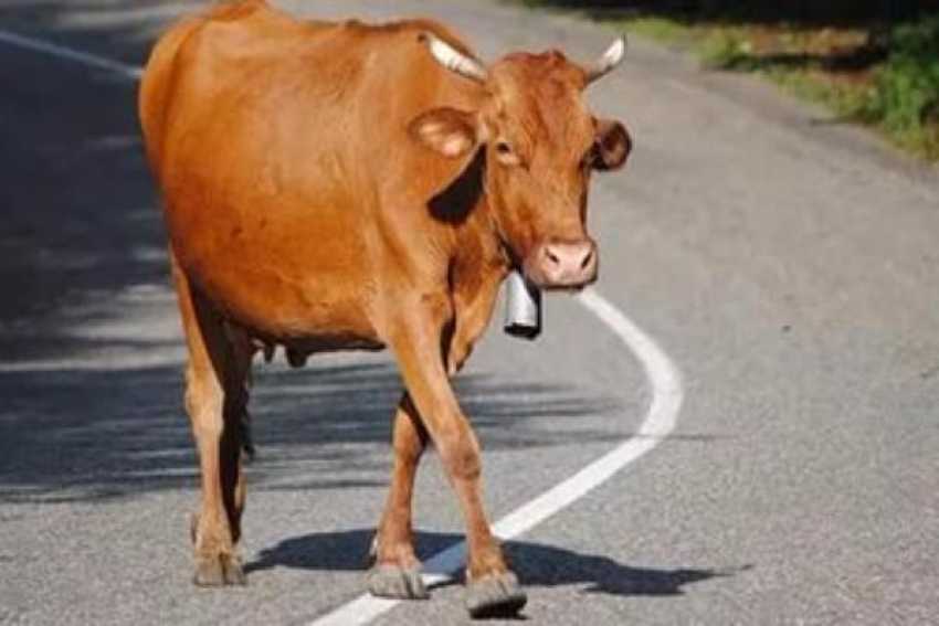 Корова выбежала под колеса «Лады Гранты» на трассе Волгоград-Элиста