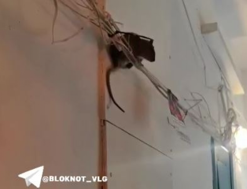 «Они теперь над головой»: крысы-гиганты добрались до 9 этажа в Волгограде