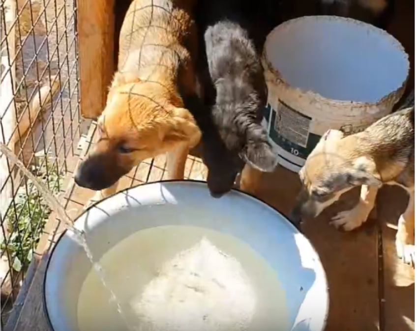 400 волгоградских собак в экстремальную жару остались без воды