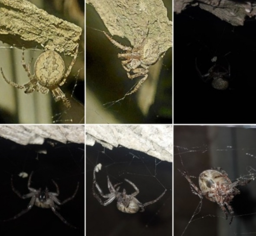 Редкого паука обнаружил волгоградец: появляется только ночью 