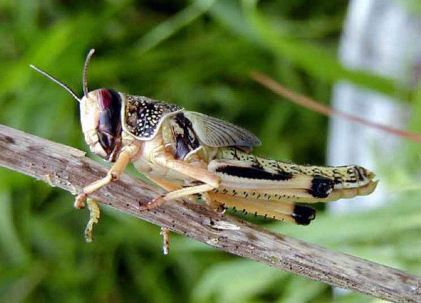 Саранча атакует