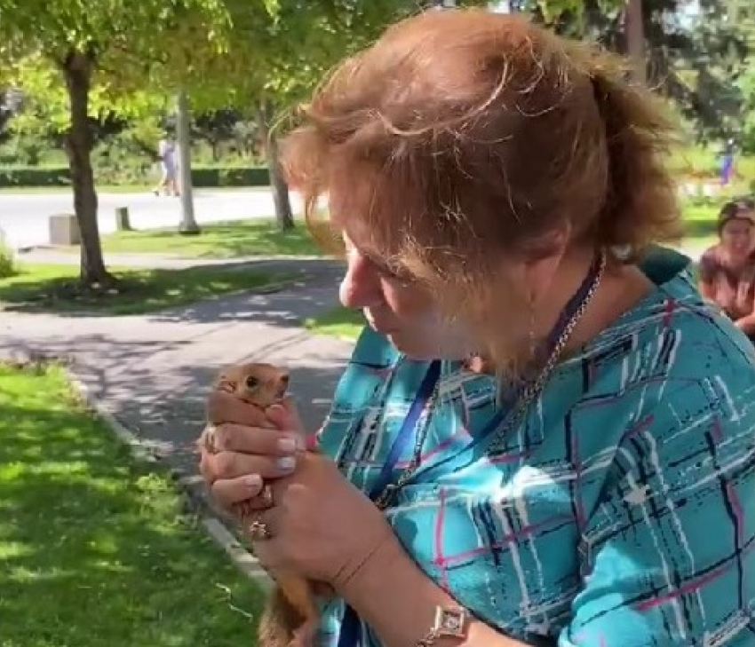 Подросших бельчат выпустили на Мамаевом кургане: трогательное видео