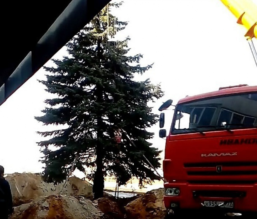 КамАЗ с московскими номерами выкорчевывает многолетние ели в Волгограде