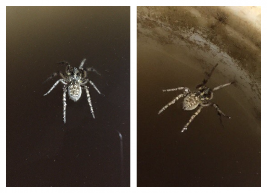 Гигантские пауки атакуют дома волгоградцев в разгар зимы