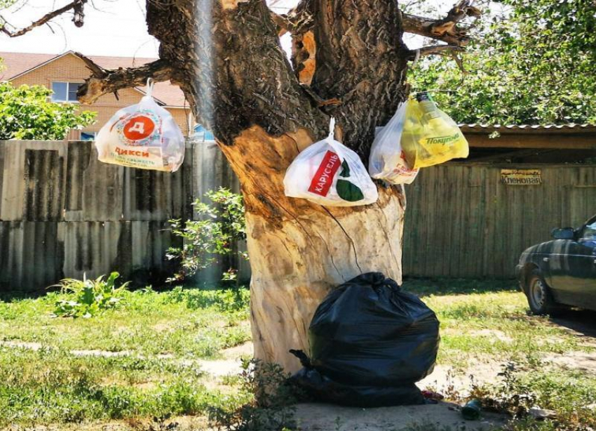 Вывешивать пакеты с мусором на деревья вынуждены жители в Кировском районе Волгограда