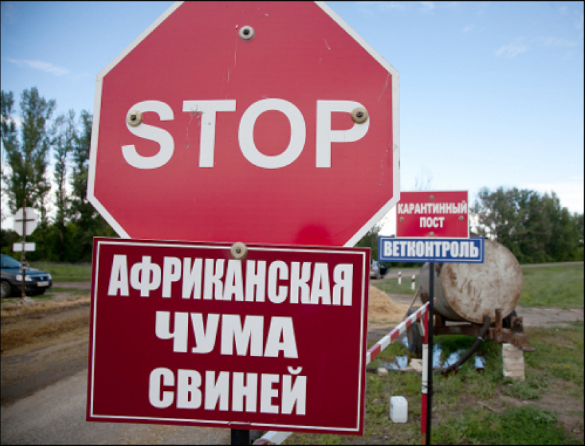 В Волгоградской области у диких кабанов обнаружен вирус АЧС 