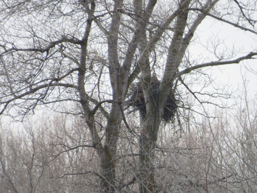 В природном парке в Волгоградской области искали выхухоль, а нашли краснокнижного орлана-белохвоста