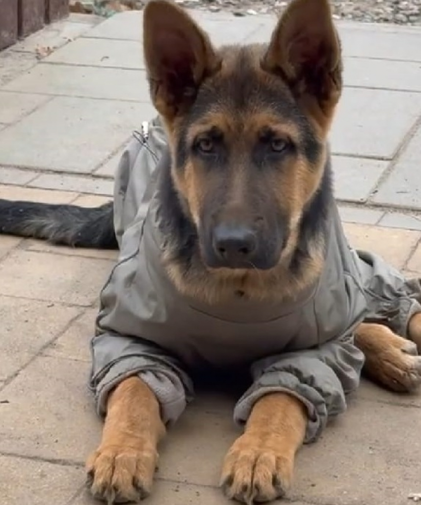 Изменился – не узнать: как сложилась судьба спасаемого щенка Барта в Волгограде