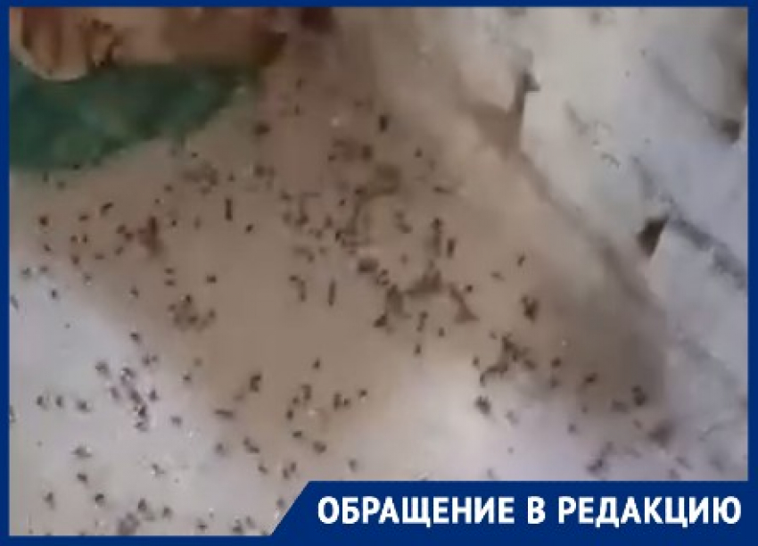 Гора мушиных трупов и убийственный смрад: о спасении молят волгоградцы из общежития