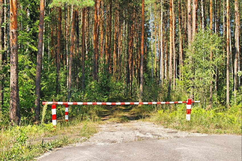 Леса Волгоградской области обработают от вредных насекомых