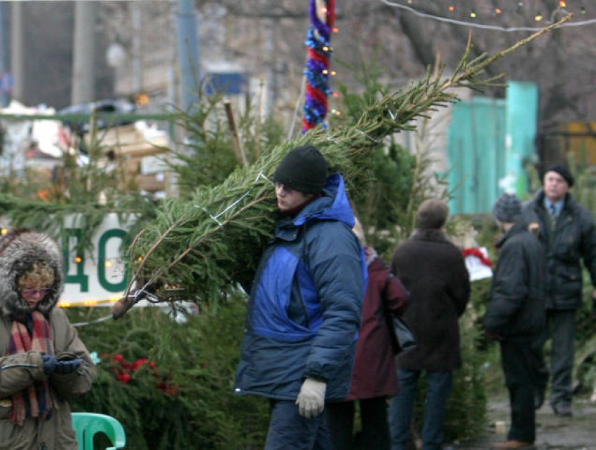 Где купить новогоднюю елку в Волгограде? 