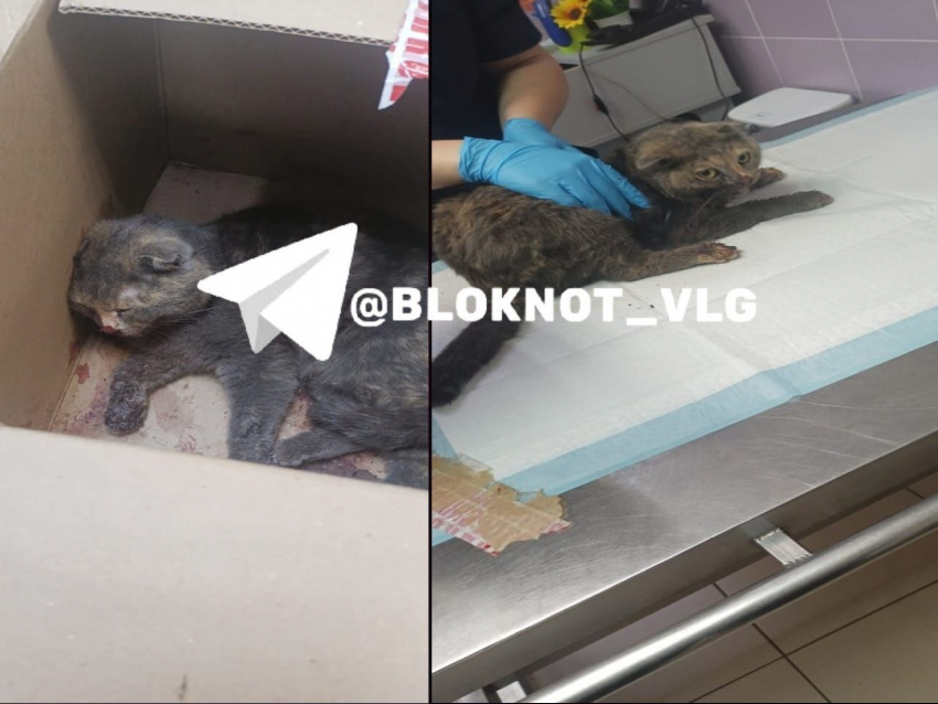 «Лежала и кричала»: окровавленную кошку бросили умирать у дороги в Волгограде
