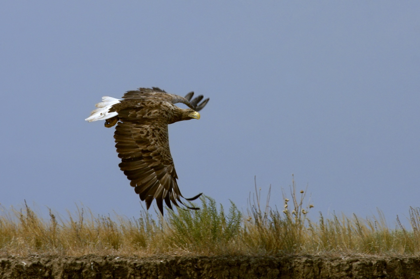 Поиски редких птиц развернули в Волгоградской области 