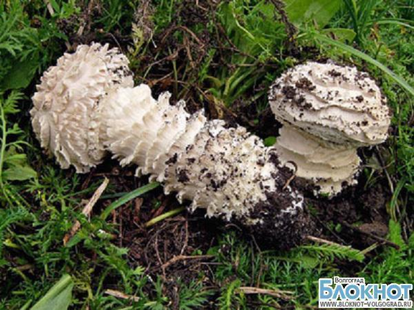 Уникальные грибы найдены в Волгоградской области