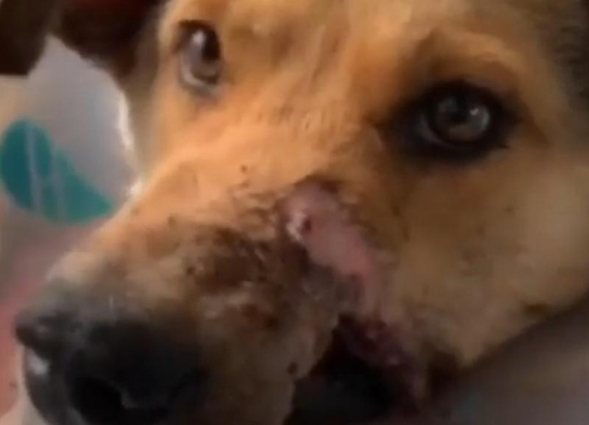 «Сломана челюсть, нет губы, пуля в носу»: волонтеры спасают расстрелянного пса в Волгограде