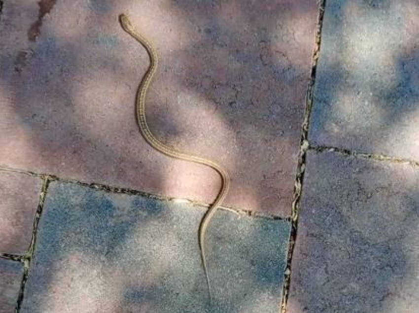 Нашествие змей заметили волгоградцы в городском парке — видео 
