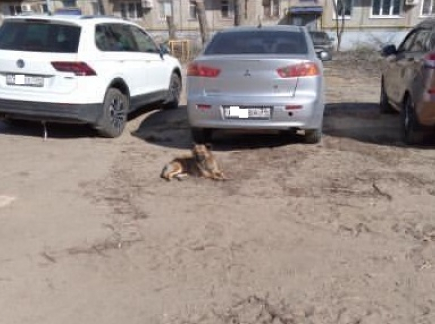 «Шапка в крови, щека разорвана»: в Волгограде собака напала на ребенка