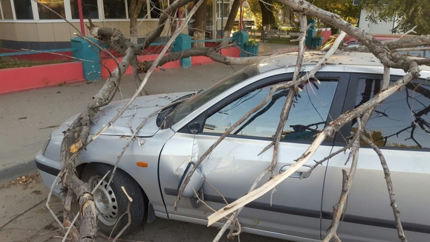 В Волгограде возле кафе дерево рухнуло на Hyundai