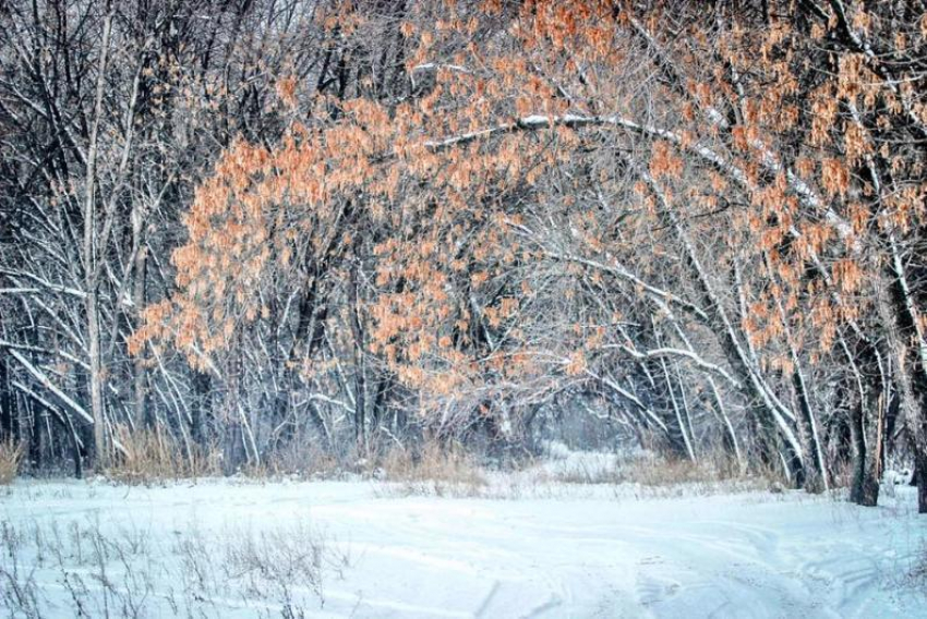 Волгоградский фотограф выложил в интернет снимки загадочного зимнего леса