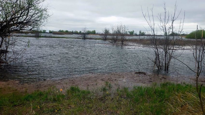 Пошла вода как надо: залитые луга поймы показал волгоградский рыбак