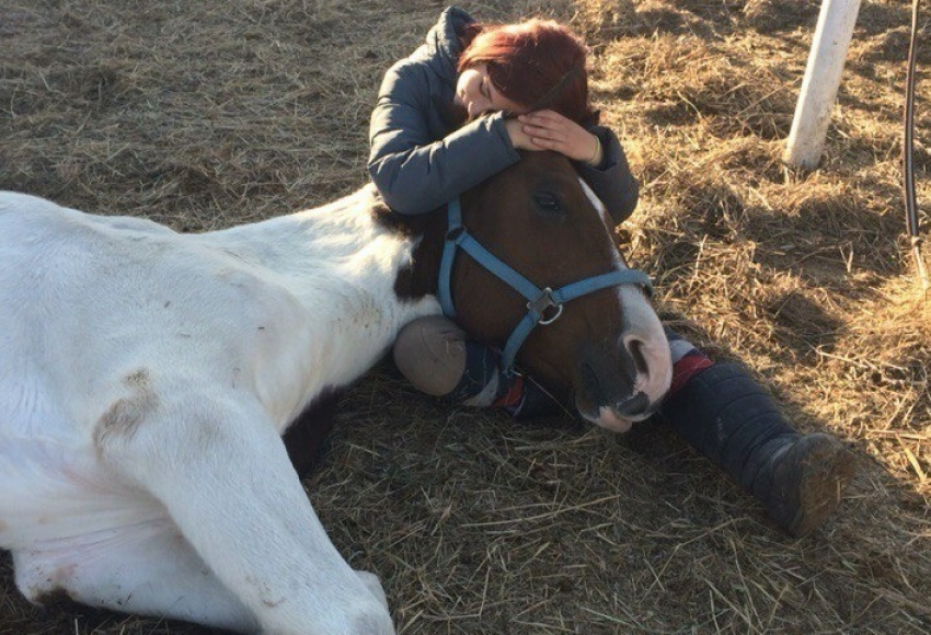 Под Волгоградом лошадь со сломанной ногой лечат холдинг-терапией 