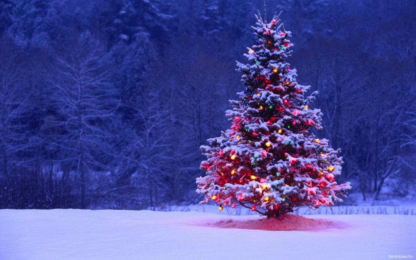 Волгоградские елки в преддверии Нового года будут охранять 