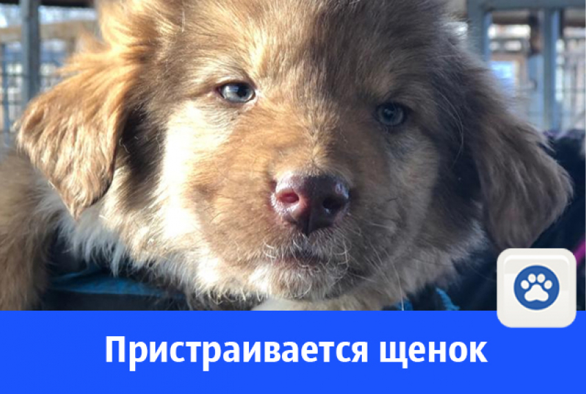 Кому азиатов бесплатно?