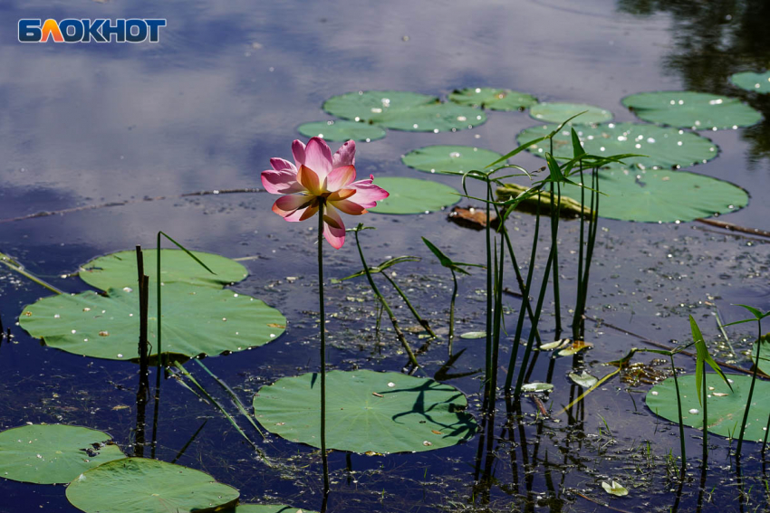 Жара до +37 градусов: погода в Волгограде и области на 6 августа 