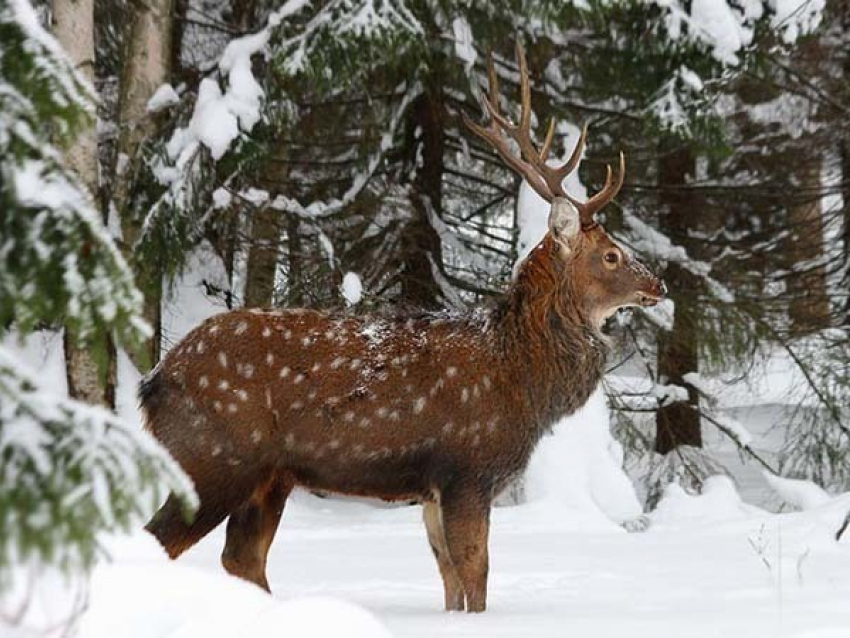 В Волгоградской области запретили охоту на благородных оленей