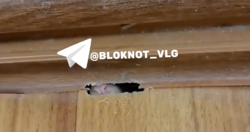 Крыса прогрызла вход в квартиру волгоградцев и попала на видео 