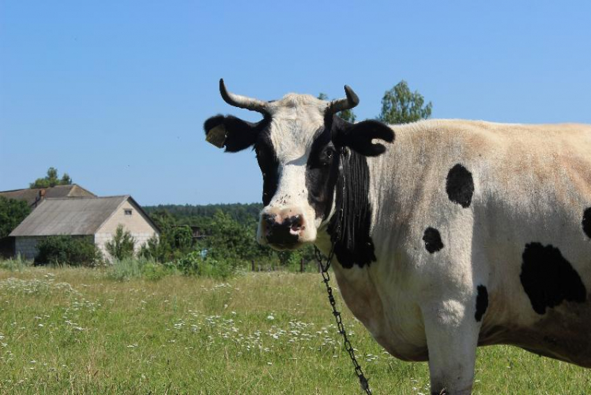Движение вперед: в Волгограде снижаются объемы животноводческого производства
