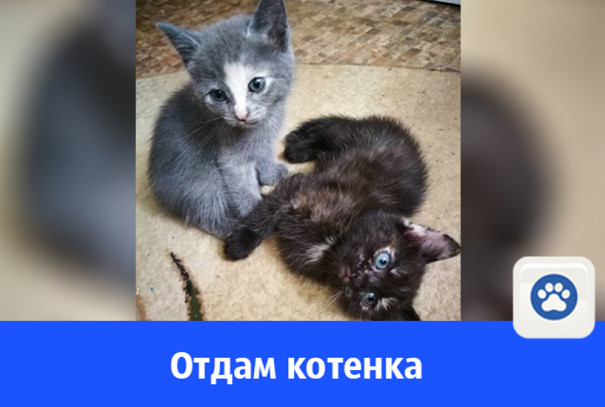 Отдается ласковая черная кошечка с голубыми глазами