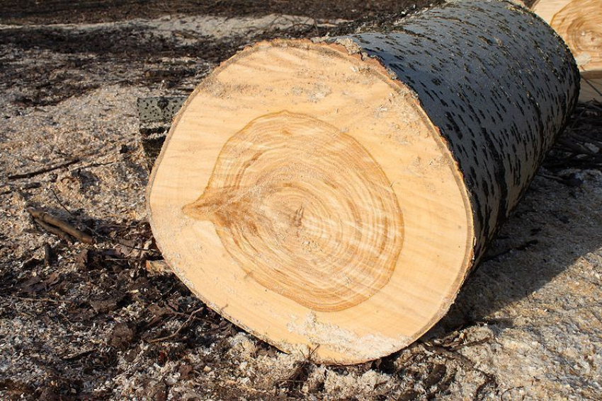 Под Волгоградом незаконно спилили деревья Канадского клена