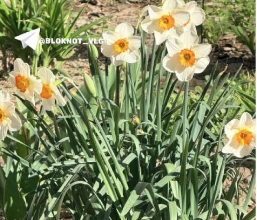 Тюльпаны и нарциссы зацвели в волгоградских дворах