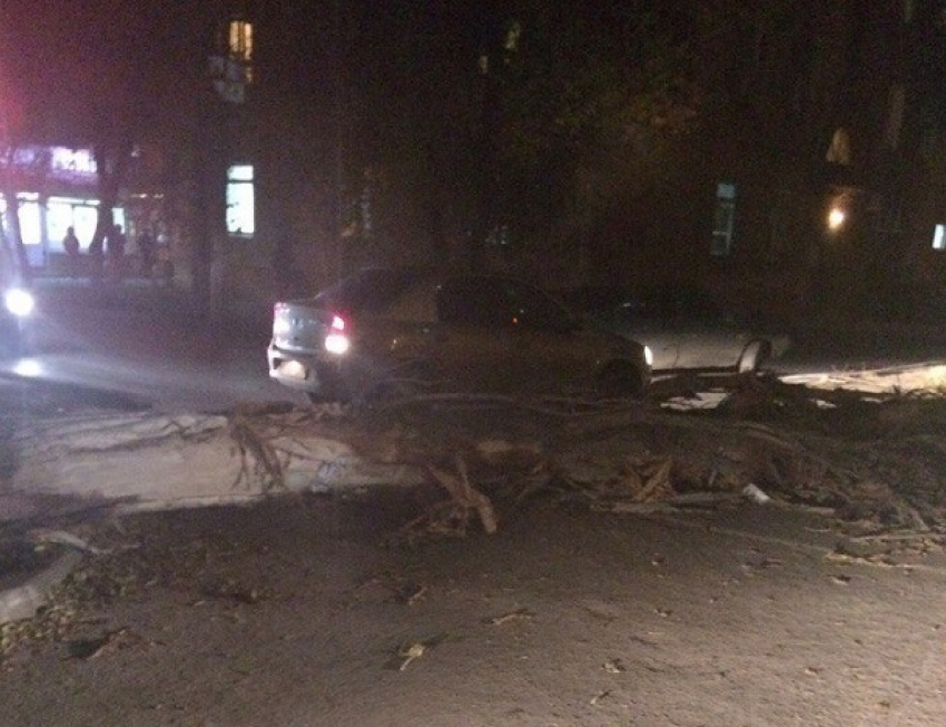 Рухнувшее дерево перегородило дорогу на западе Волгограда