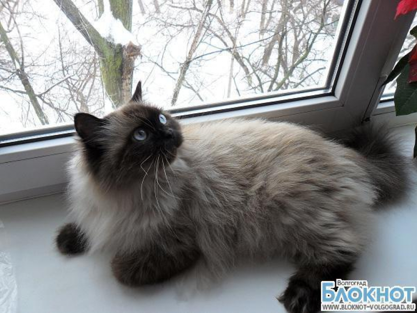 Самым красивым котом Волгограда может стать Бося