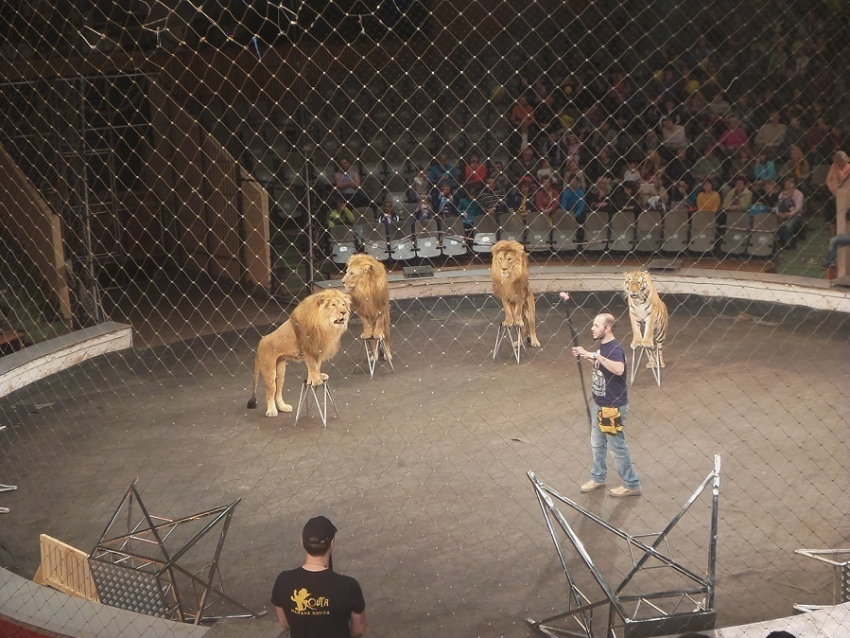 Египетские львы устроили представление для детей-инвалидов из Волгограда 