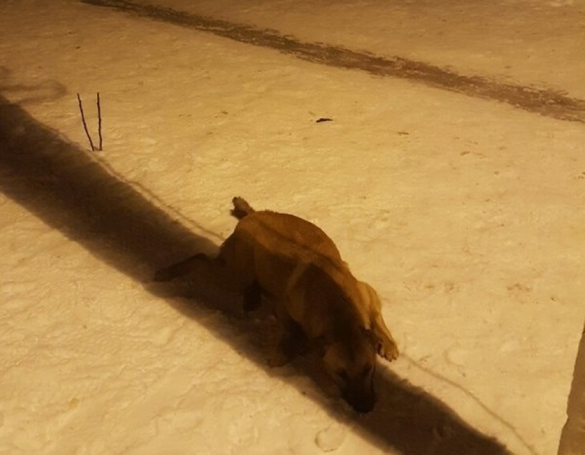    В Волгограде отравили собаку и бросили умирать на детской площадке