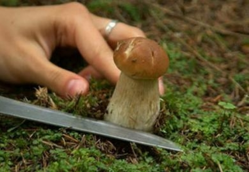 «Тихий охотник» умер от отравления грибами под Волгоградом 