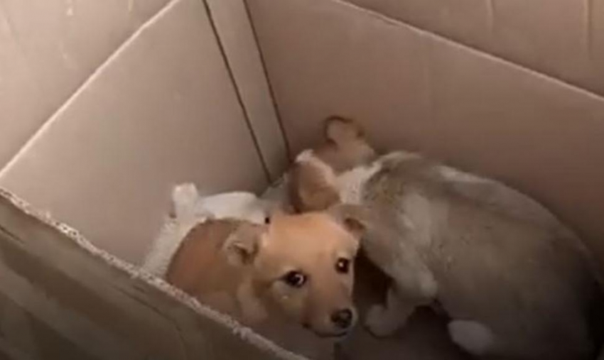 На видео женщина оставляет собак на пороге волгоградского приюта 