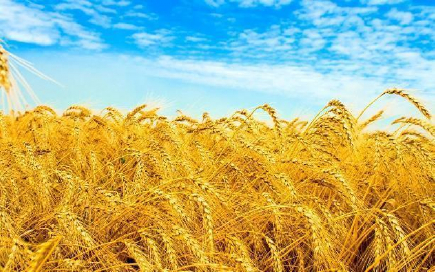Волгоградской области предсказывают неурожай