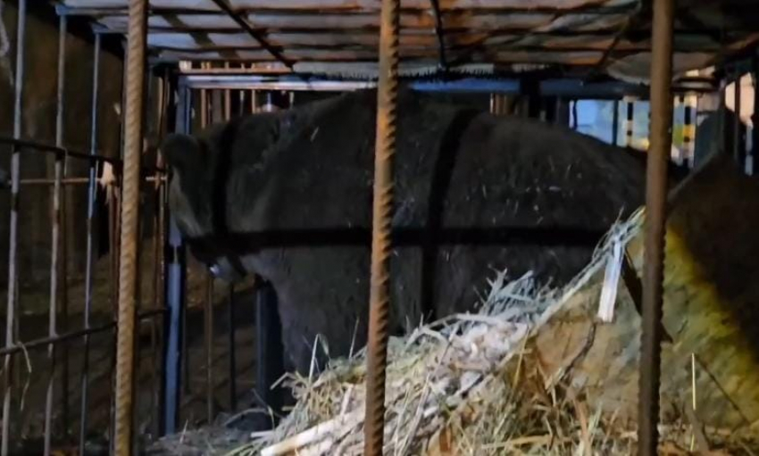 Волгоградские волонтеры спасли измученного медведя, которого 15 лет держали в клетке на турбазе