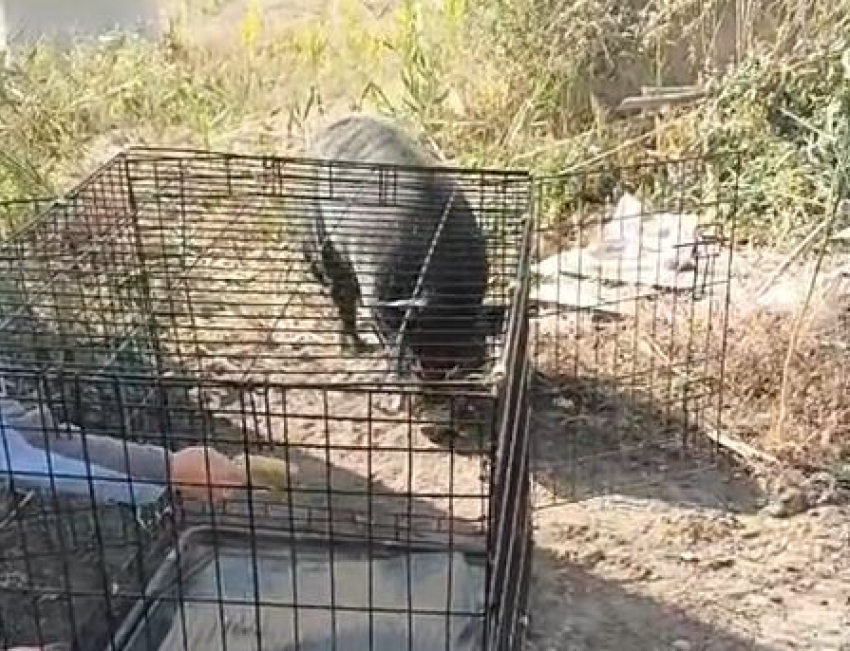  Брошенного хозяевами истощенного минипига поймали под Волгоградом 