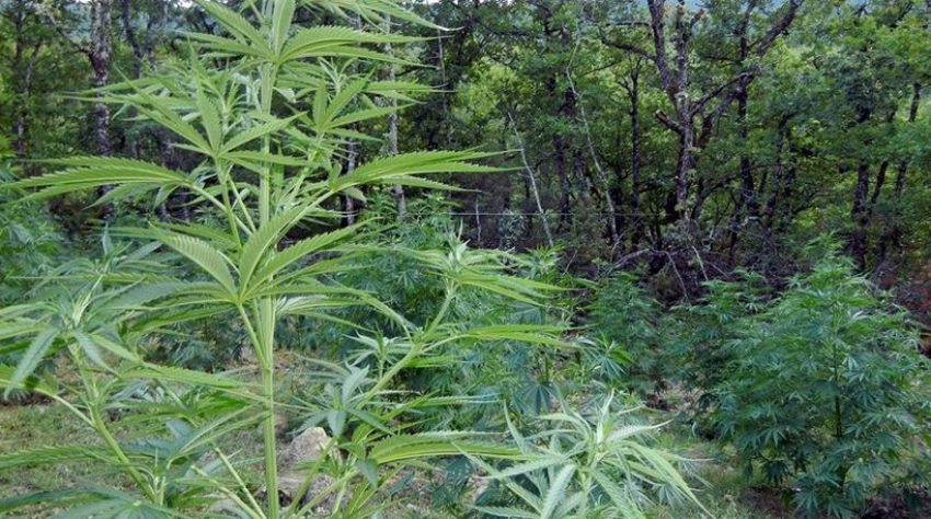 Под Волгоградом егерь выращивал в лесу марихуану и продавал приятелям