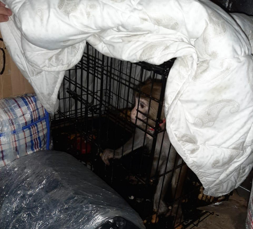 Росприроднадзор почти год спустя конфисковал макаку, которую нашли у дагестанца в Светлоярском районе
